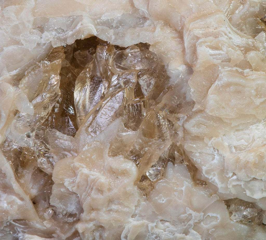 Honey Calcite Clam Fossil from Rucks' Pit, Florida, USA