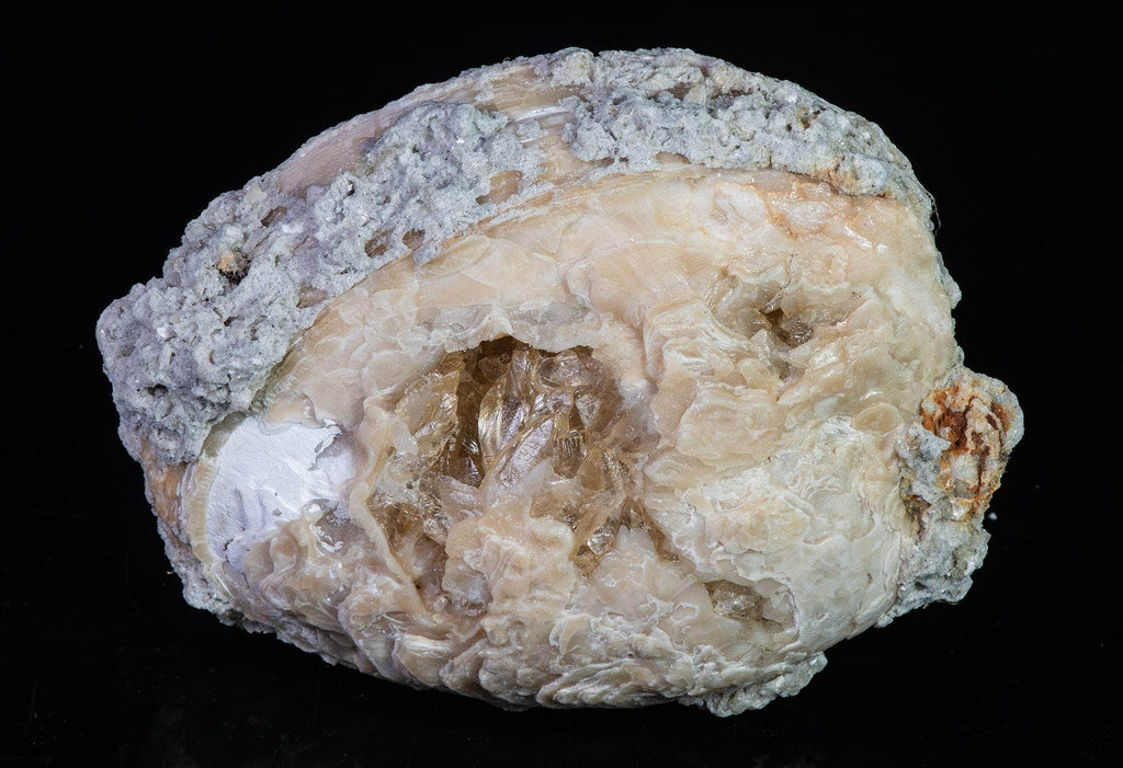 Honey Calcite Clam Fossil from Rucks' Pit, Florida, USA